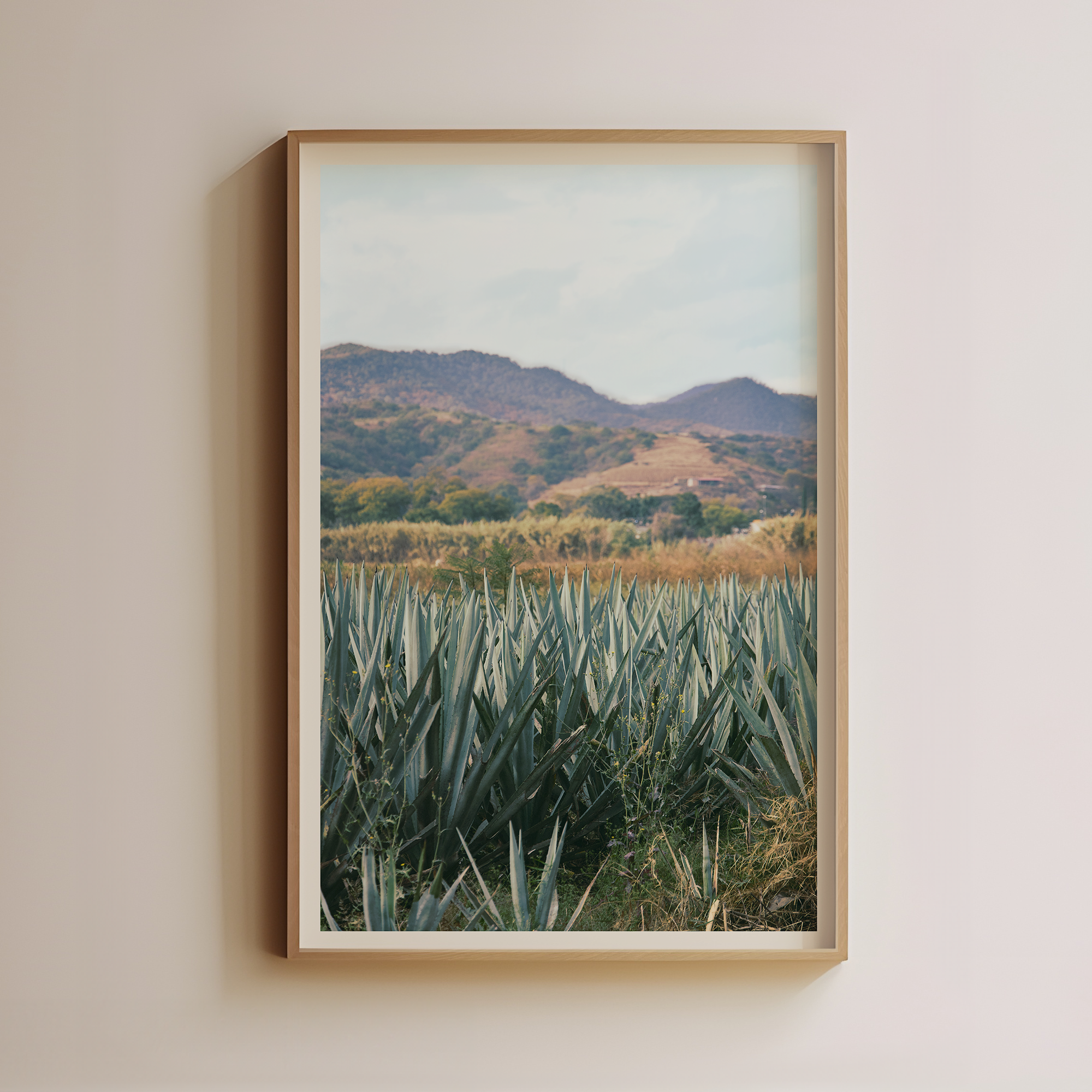 Oaxaca Agave Fields by Luis Martinez