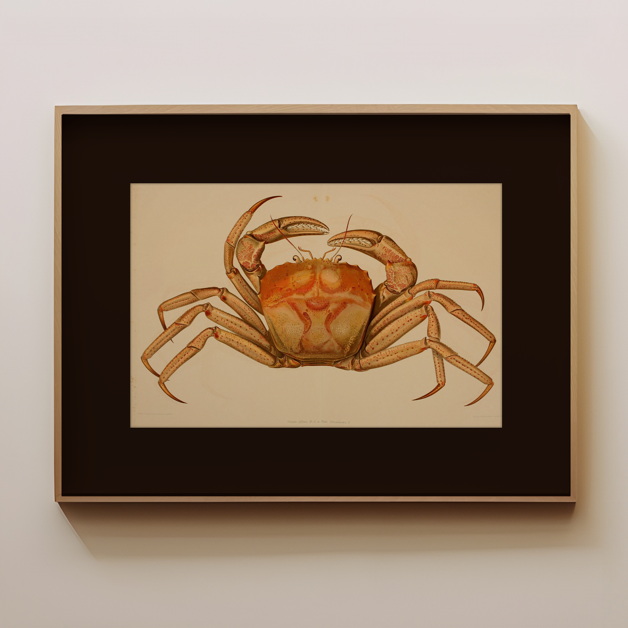 Wild Crab - Image 1