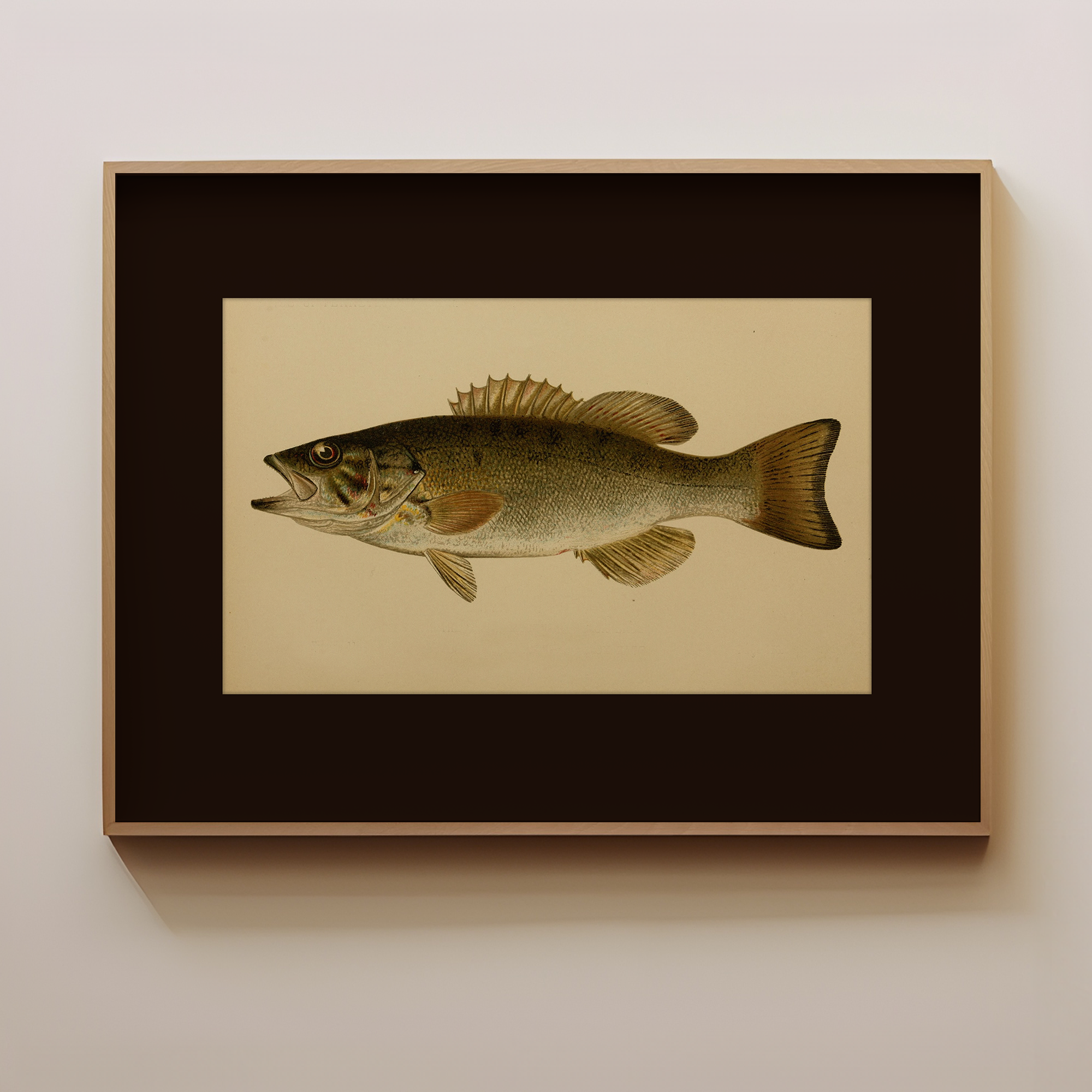 Largemouth Bass vintage