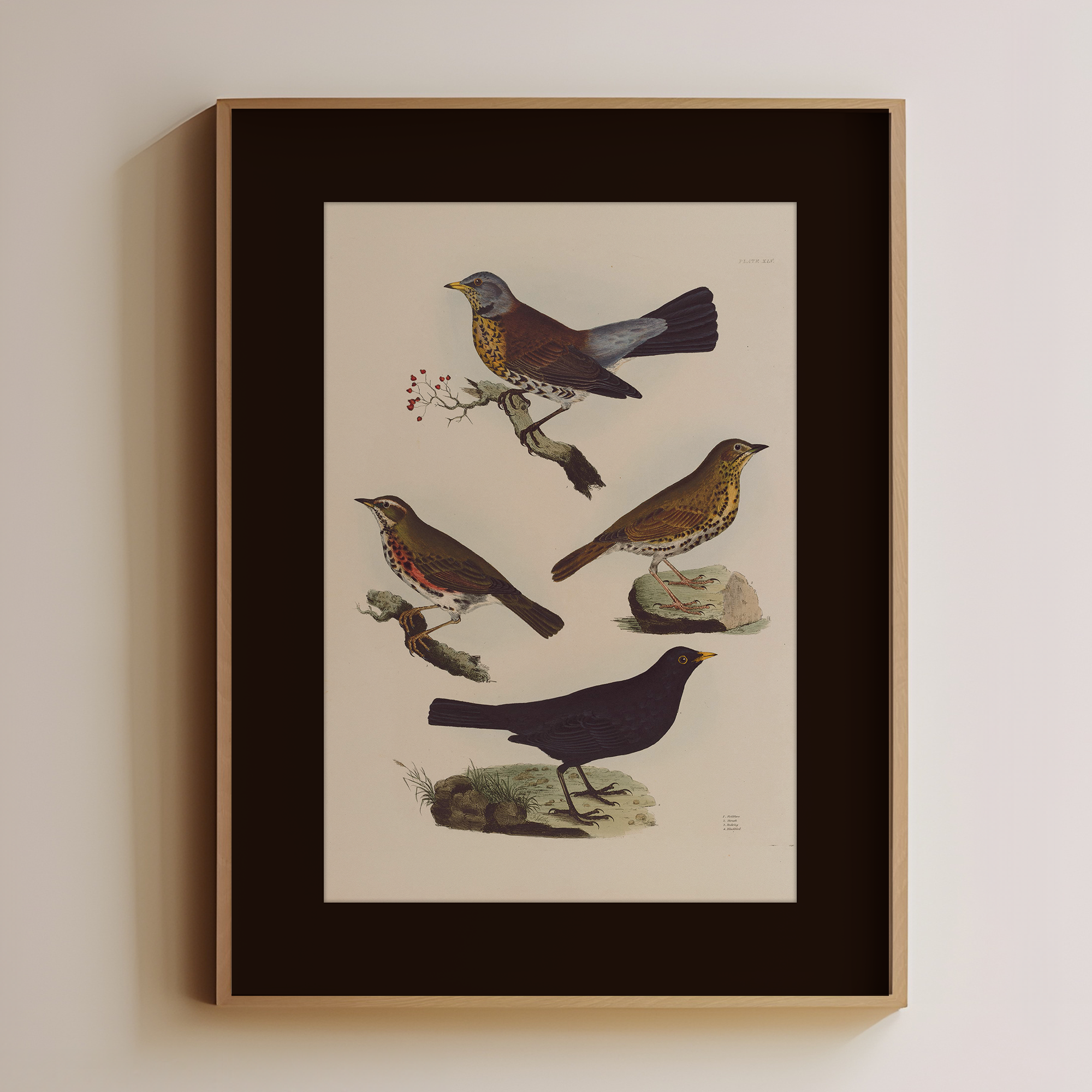 Birds - Image 1
