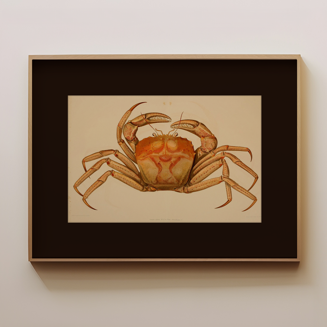 Wild Crab - Image 1