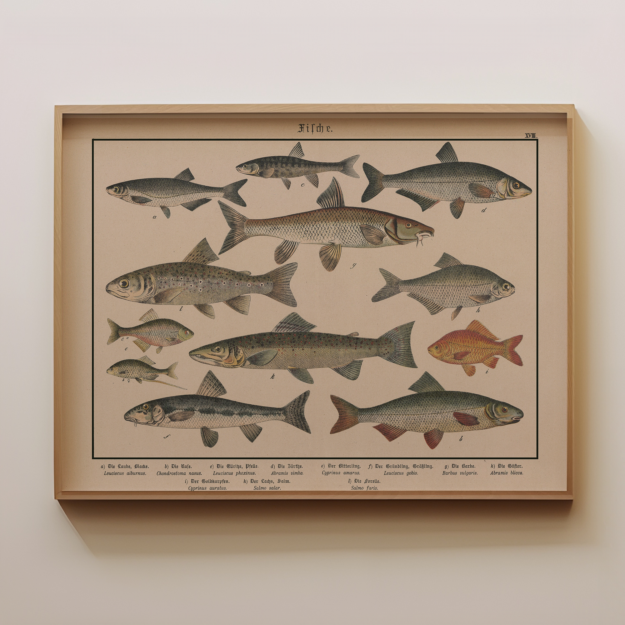 Seb Fish Fish Collection – Sandgrain Studio