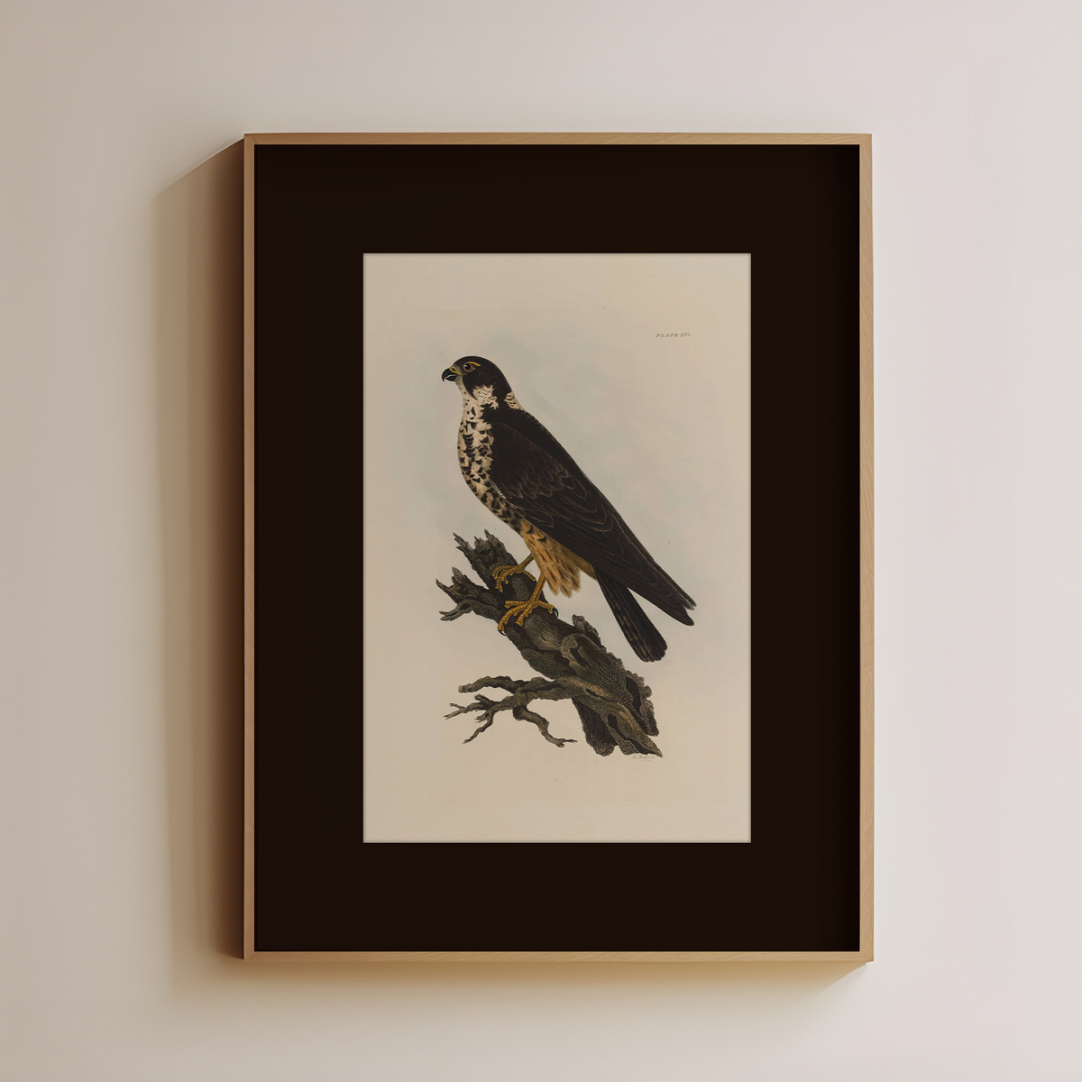 Window Hawk Hawk – Sandgrain Studio