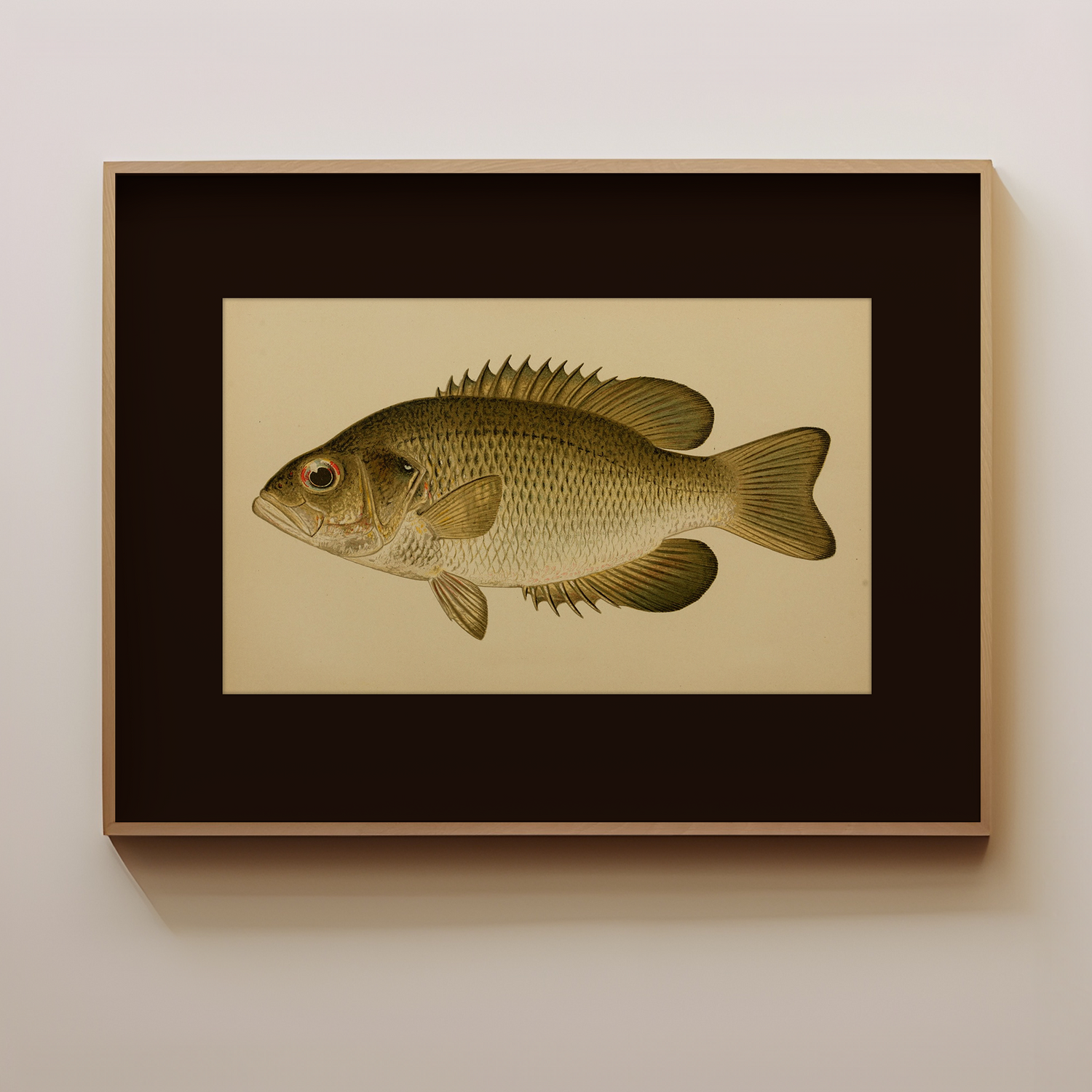 Art vintage du poisson _Rock Bass_