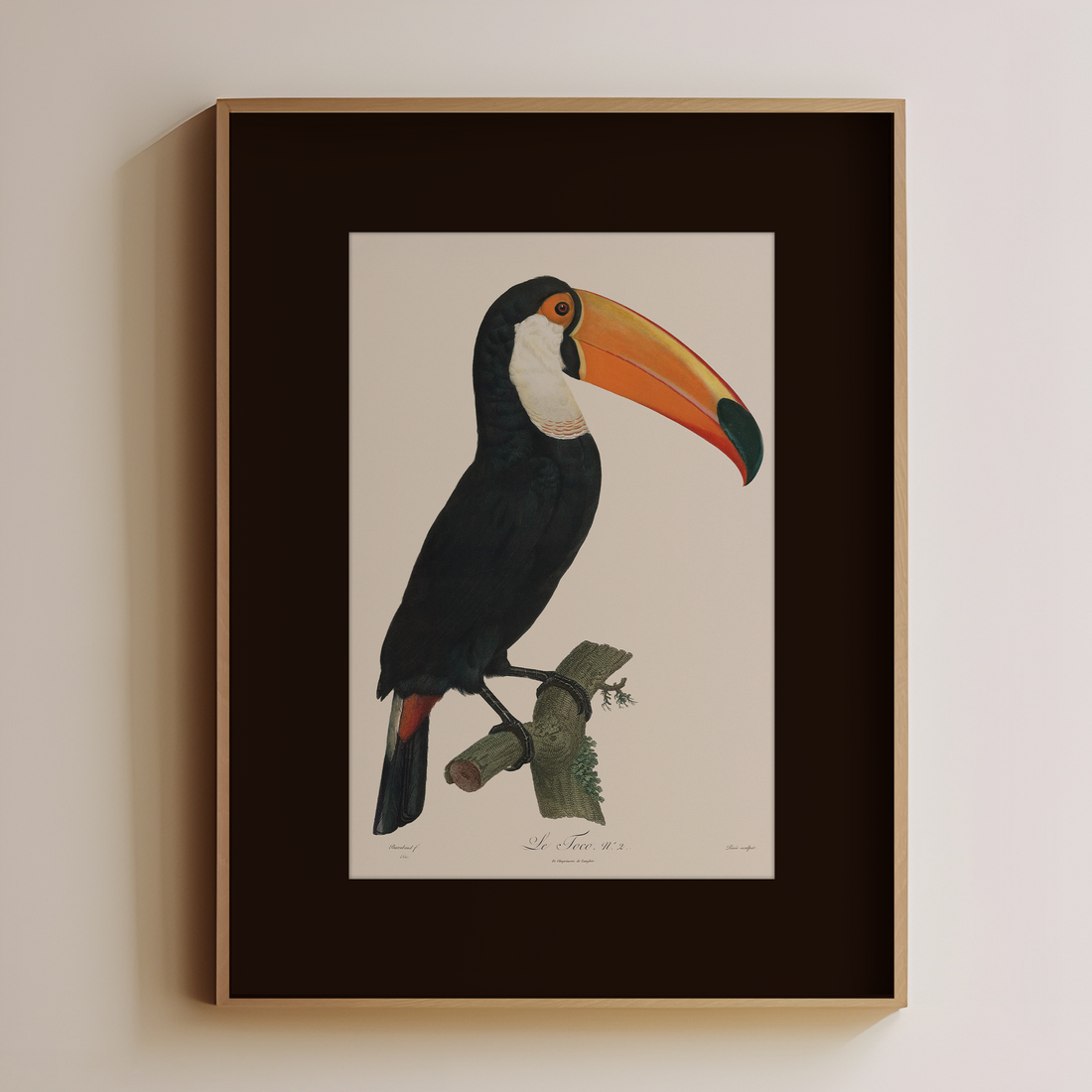 Toucan - Image 1