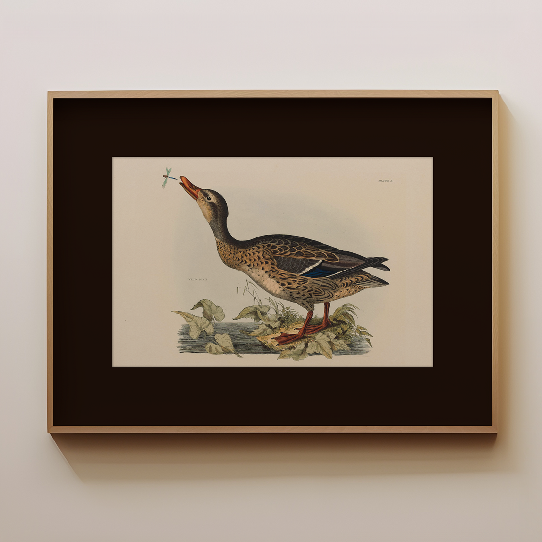 Wild Duck - Image 1