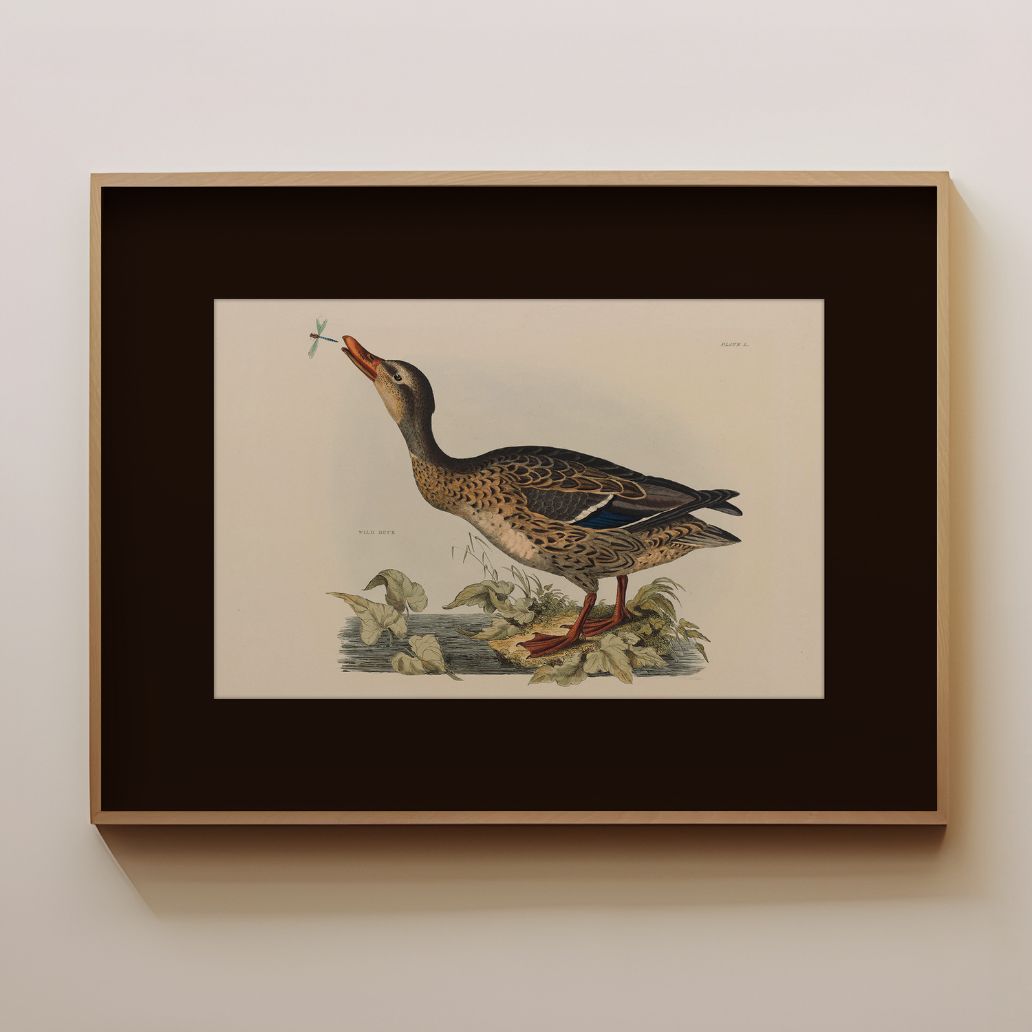 Wild Duck - Image 1