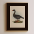Wild Goose - Image 1